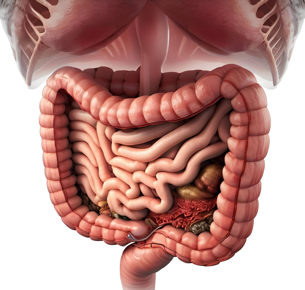 Gastroenterology